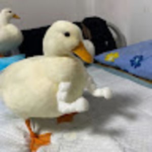 Meet your Posher, Hailey